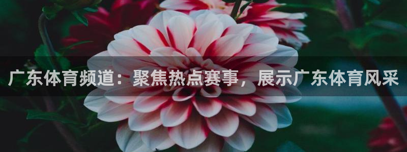 168全国统一开奖网址下载：广东体育频道：聚焦热点赛事，展示广东体育风采
